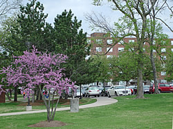 Trees a'bloomin'