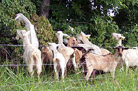 TSU CAHNS Master Meat Goat Producer Program has helped make Tennessee the second largest goat producer in the nation. 