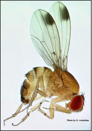 Spotted Wing Drosophila