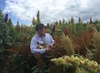 Dr. Matthew Blair stands in an amaranth germplasm field located at TSU's College of Agriculture, Human and Natural Sciences. Amaranth is considered a food crop of the future. 