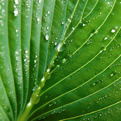 leaf