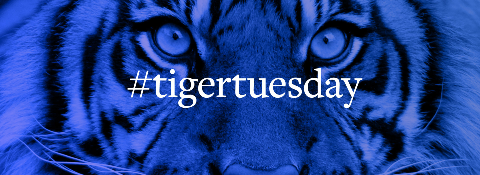 tiger tuesday