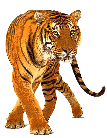 Tiger Idol Logo