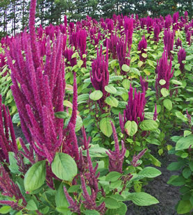 Link to Amaranth Research