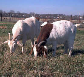 goats