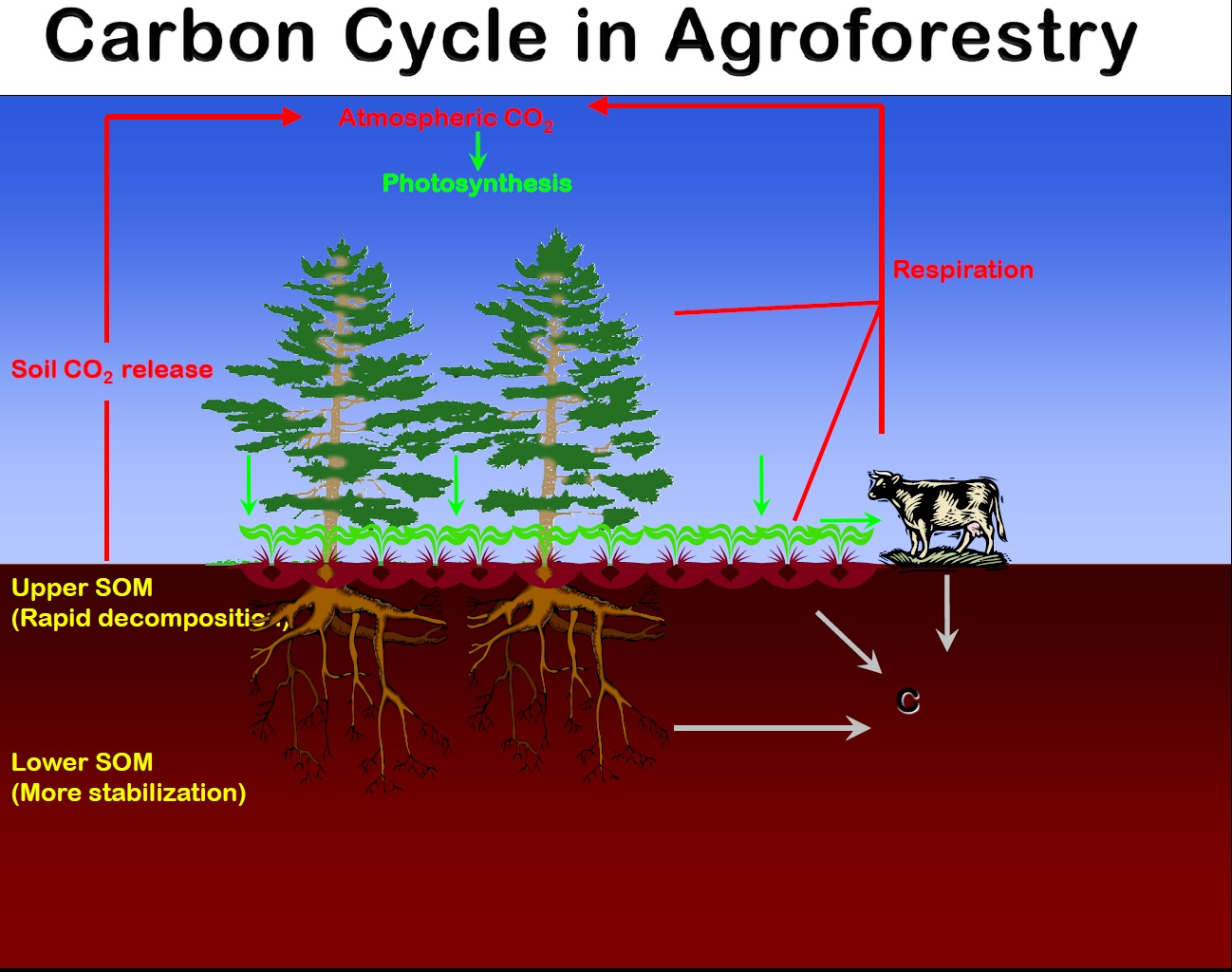 soilmcarbon in agroforestry