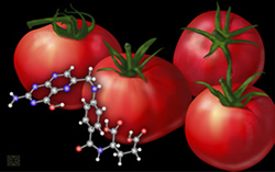tomato folate f