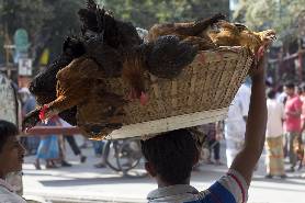 Chickens in basket