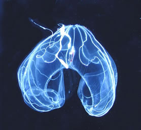 Bioluminescence
