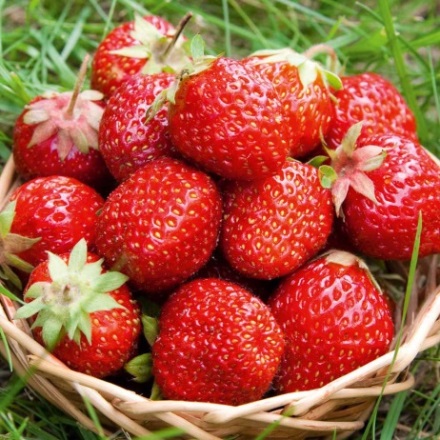 Organic Strawberry Workshop-1