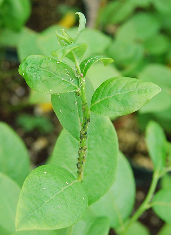 blueberry-pests