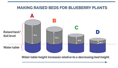blueberry-chart1