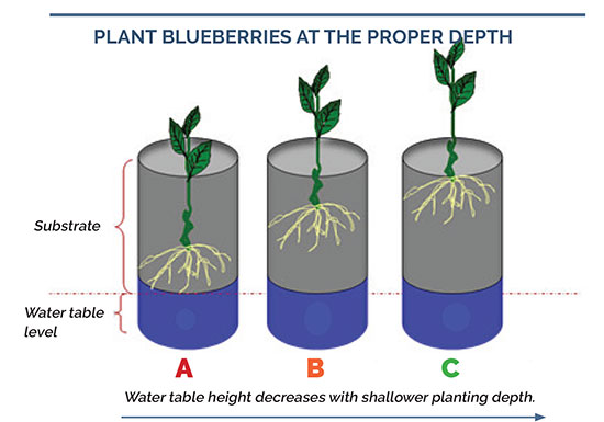 blueberry-chart2