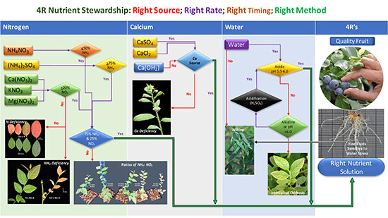 blueberry flowchart