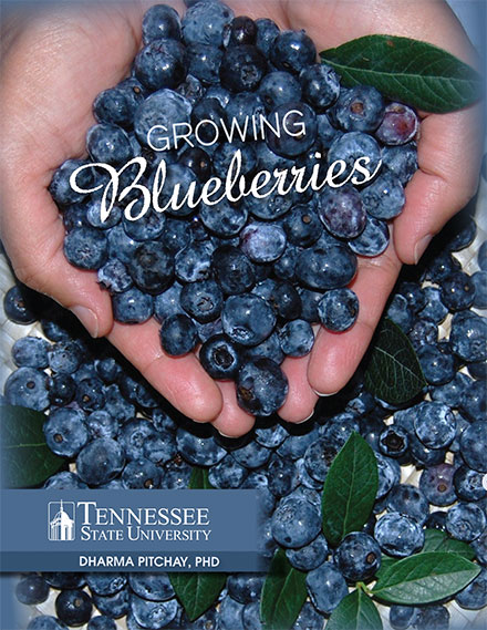 growing-blueberries