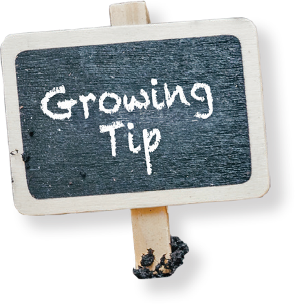 growing tip