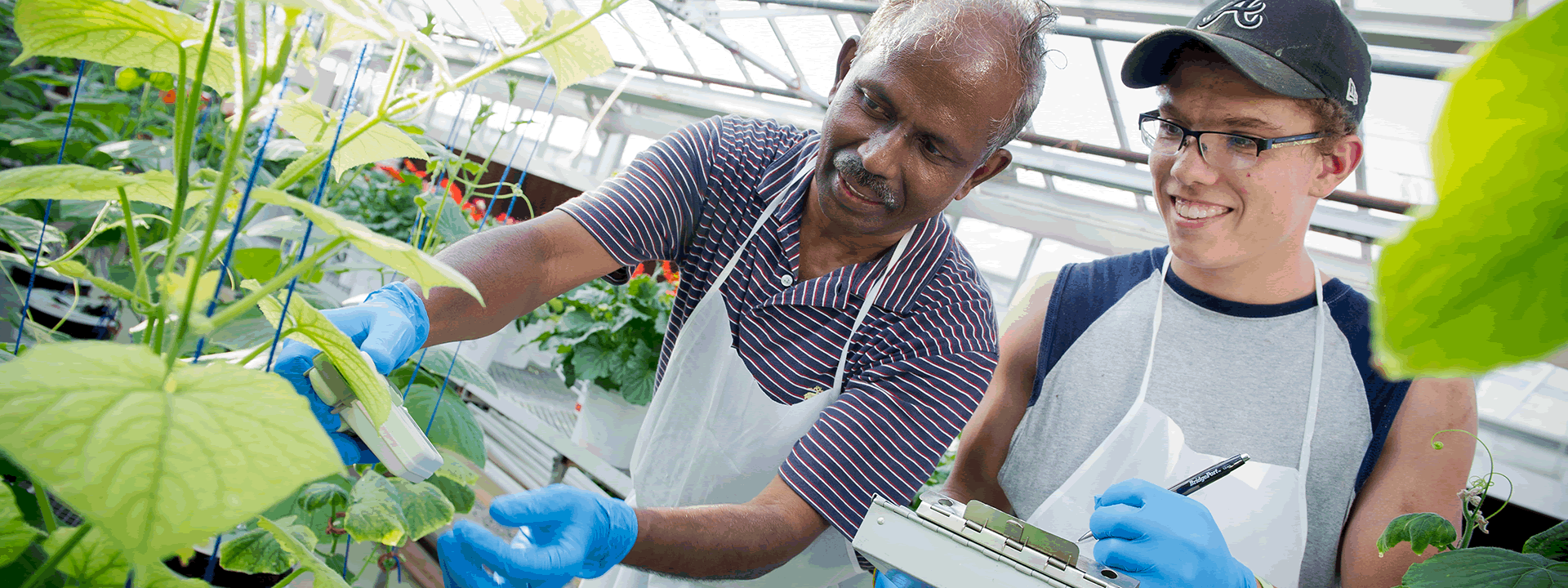 greenhouse