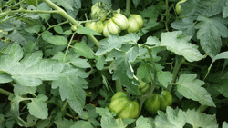 Heirloom Tomatoes