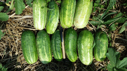 Cucumbers