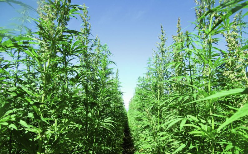 Fiber hemp
