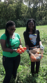 Organic Heirloom tomatoes taste good!