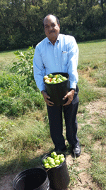 I love organic green tomatoes!