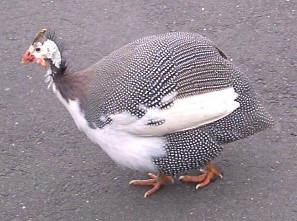 Guinea fowl