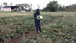 Research student collecting data on organic sweet potato