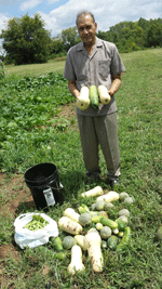 Bountiful harvest of butternut squash
