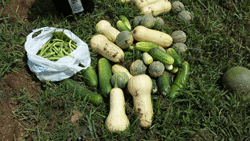 Beans, melon and cantaloupe