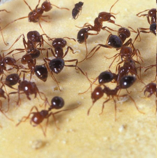 fire ants