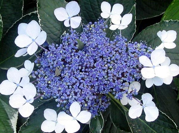 hydrangea