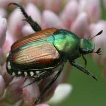 Japanese Beetle