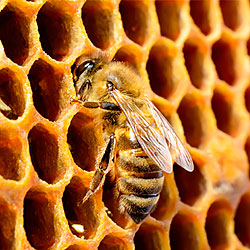 bee thumbnail