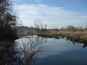 wetland