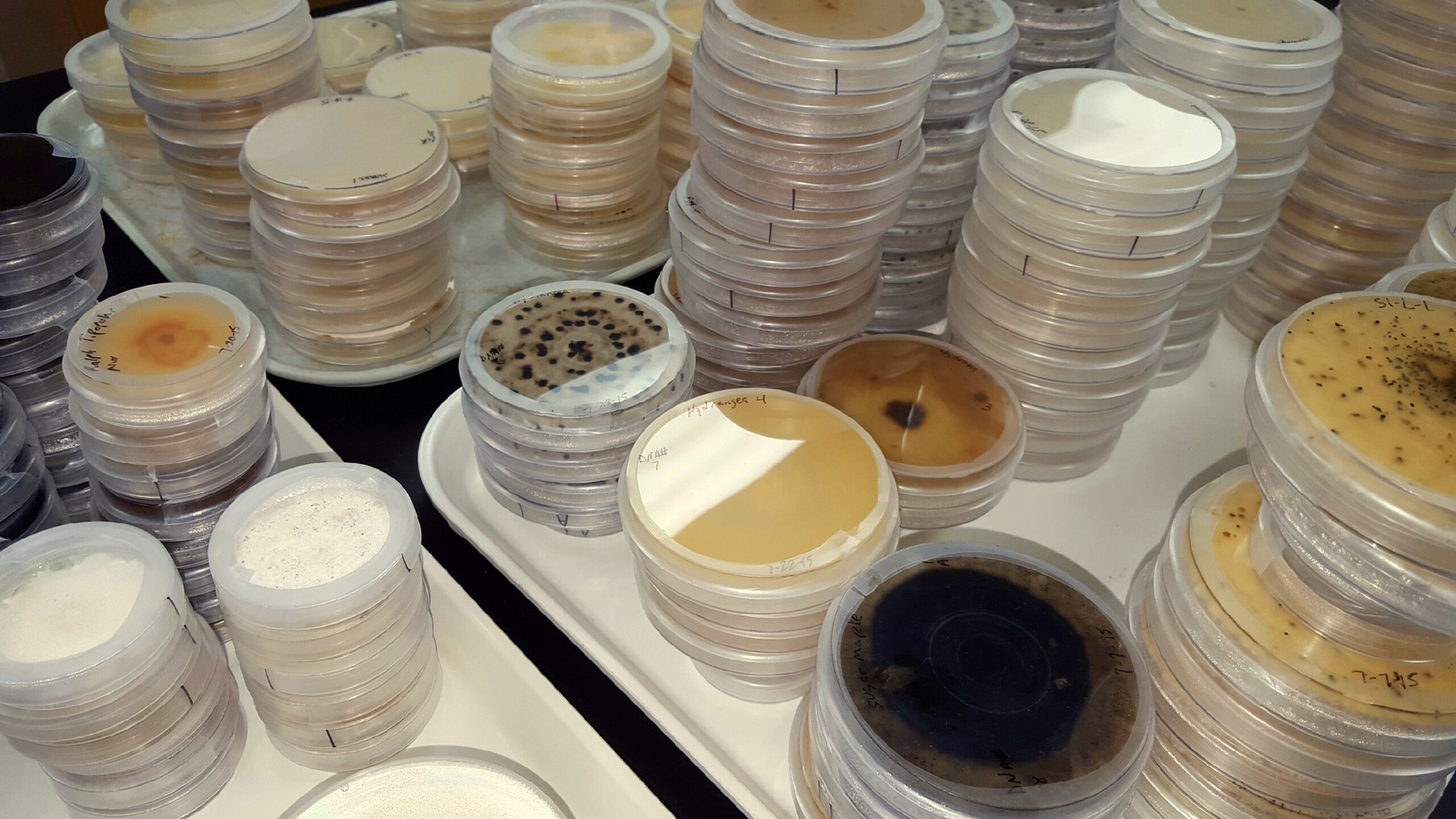 Petri Plates