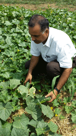 Harvesting organic cucumbers