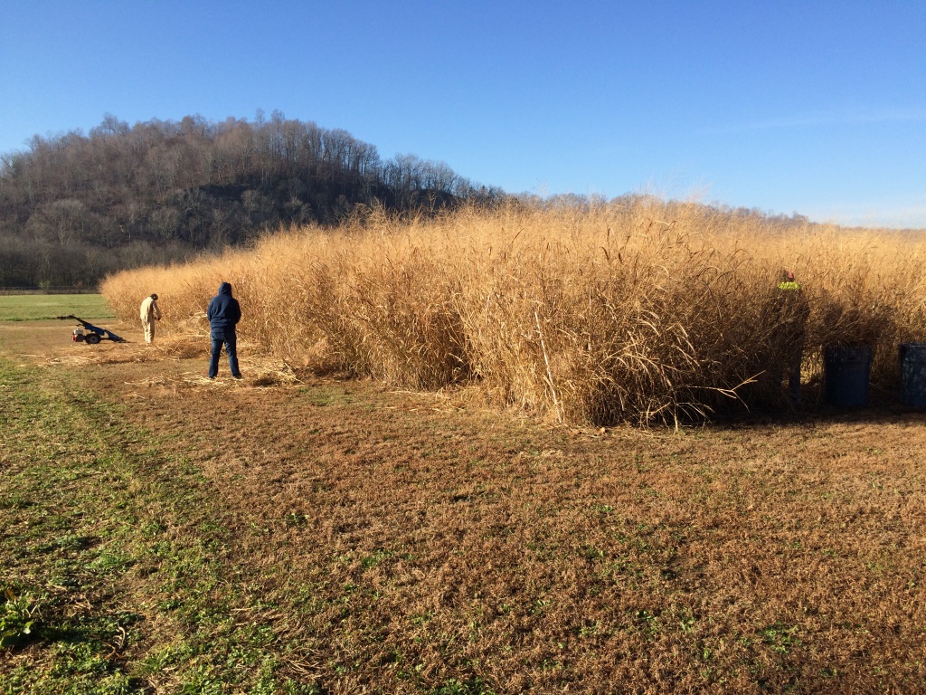 Field of switchgrass