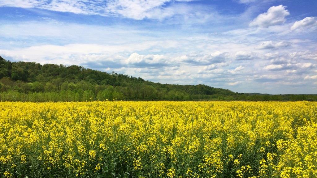 Field of canola in bloom