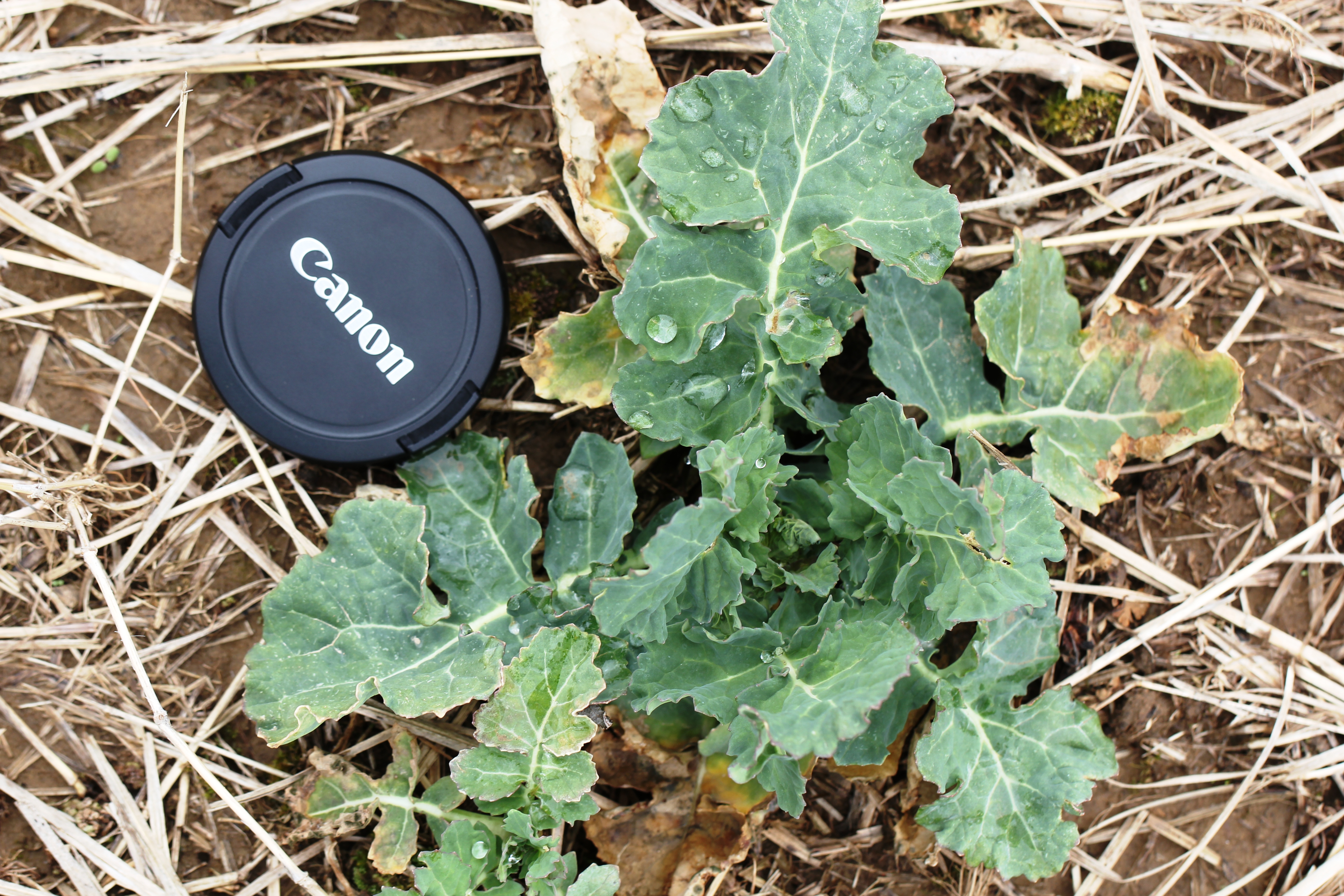 Canola plant on March 17