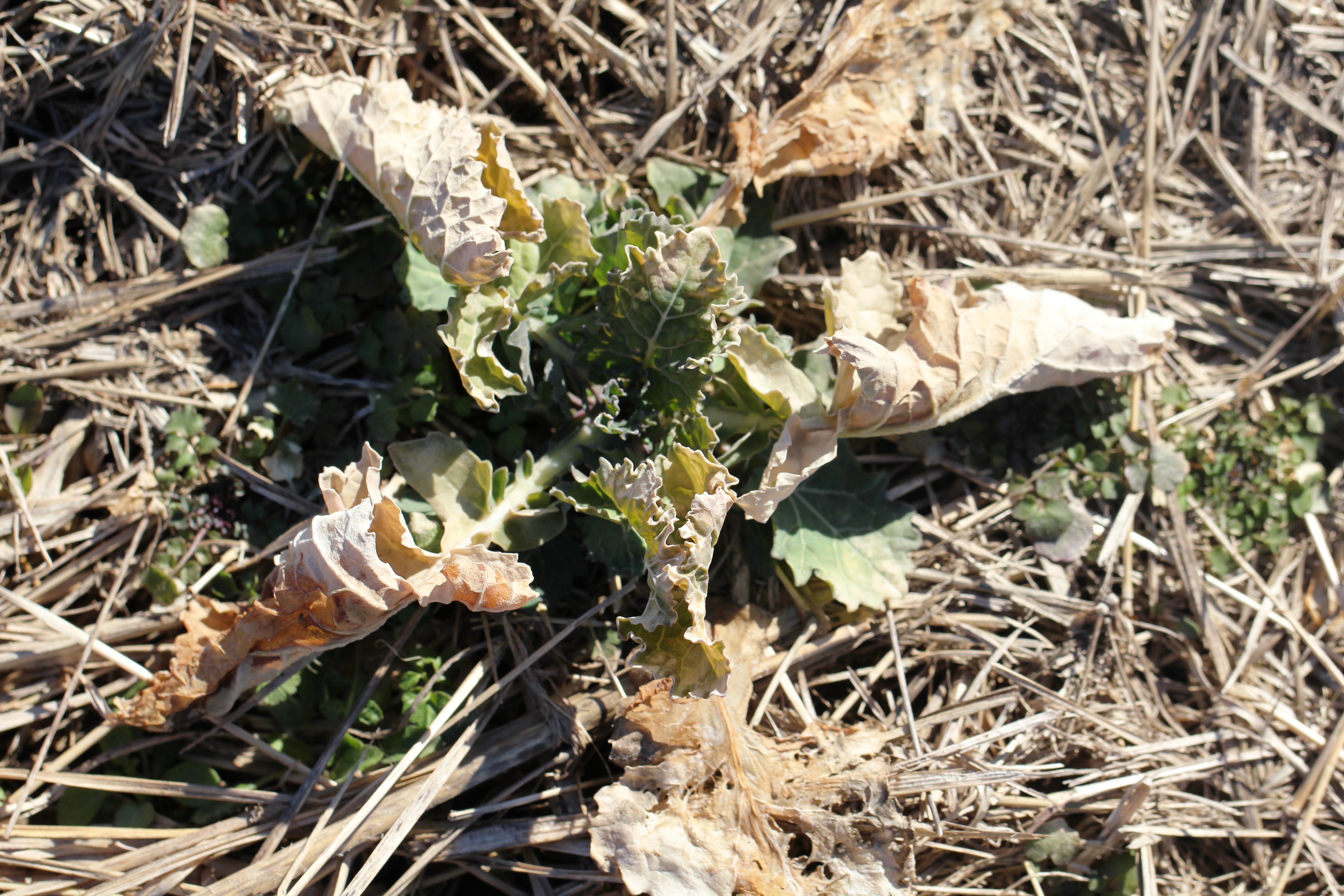 Canola with winter kill