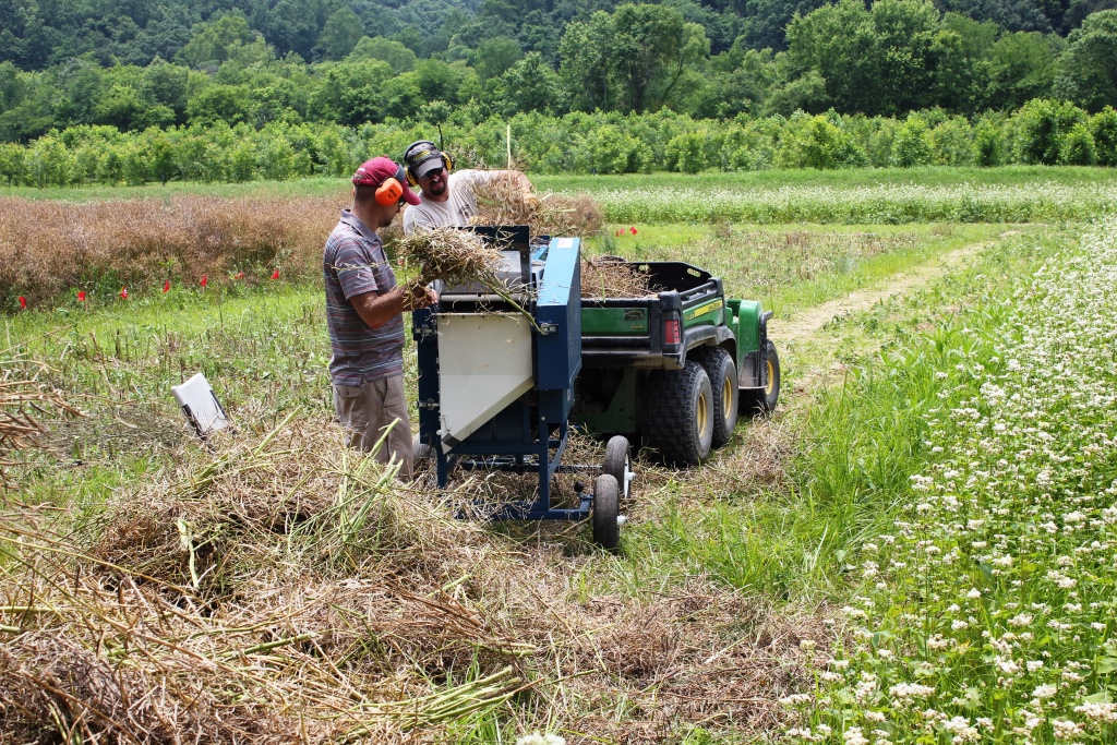 Harvesting canola