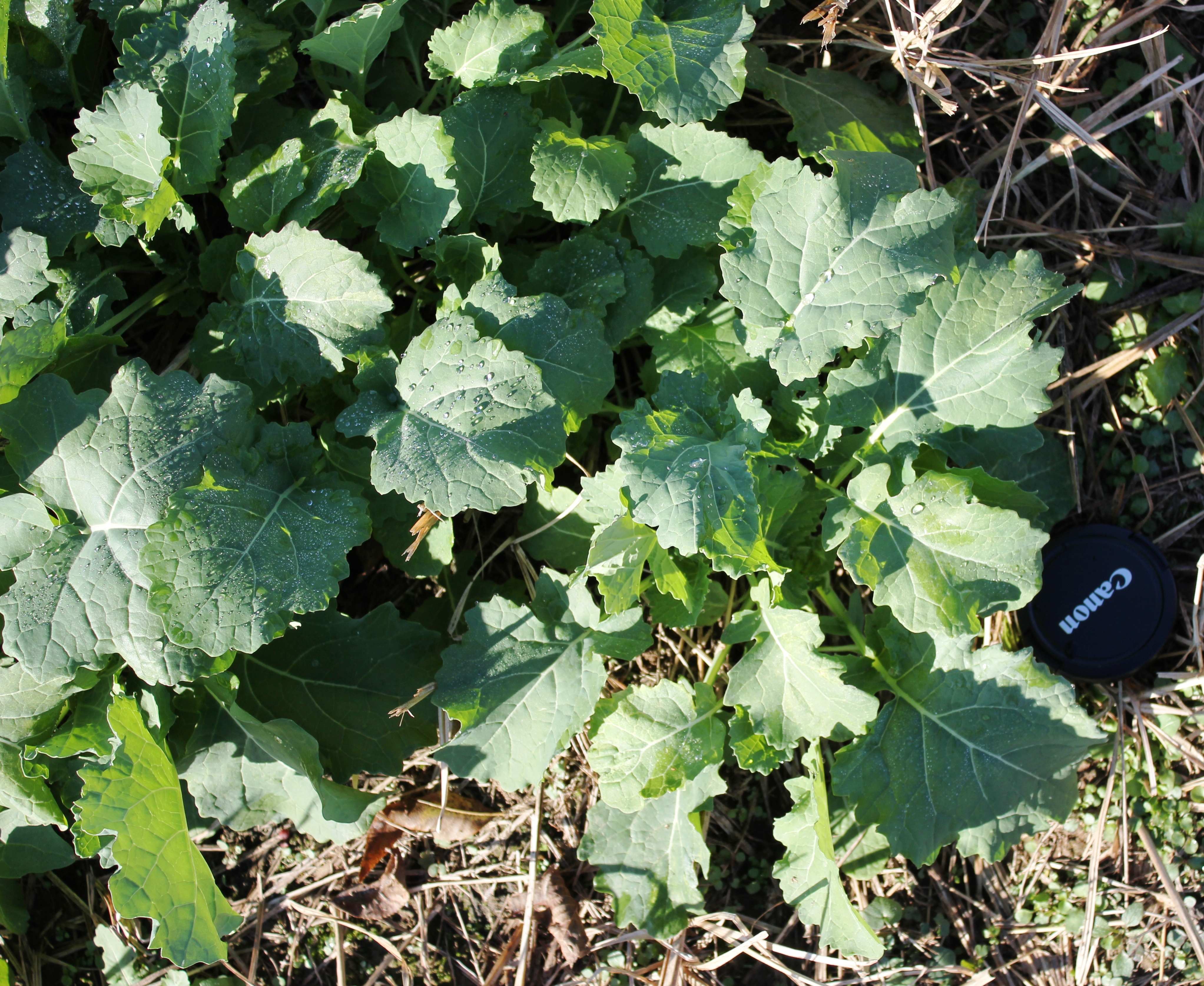 Canola plant