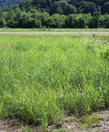 Switchgrass at Cheatham farm