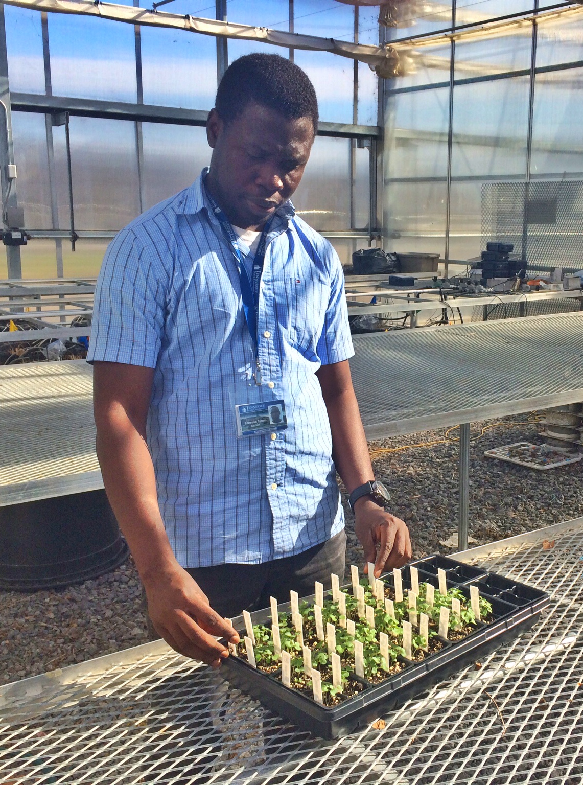 Edmund Tetteh in the greenhouse