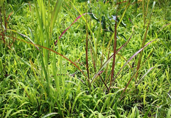 Effects of Pastora herbicide on johnsongrass