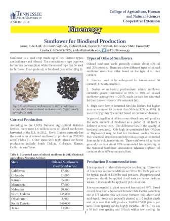 Sunflower for biodiesel production cover