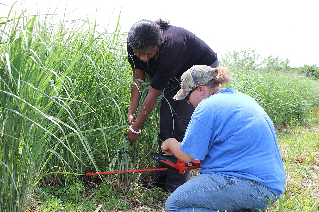 Switchgrass