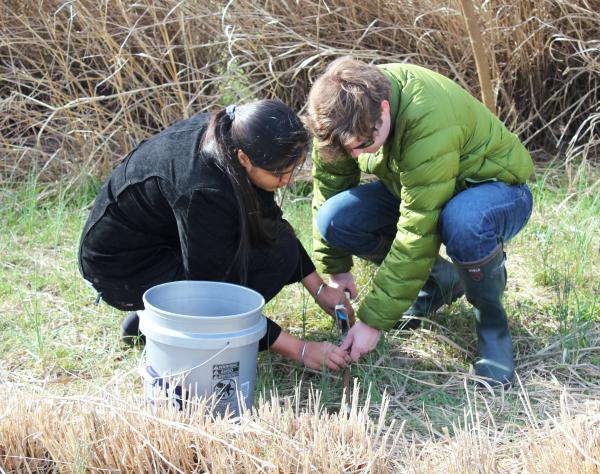 Soil sampling switchgrass plots