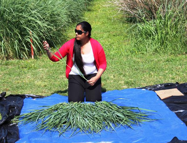 Priya sampling switchgrass